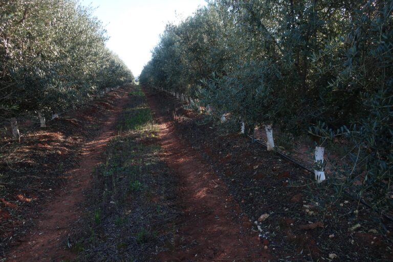 Piloto Portugal parcela