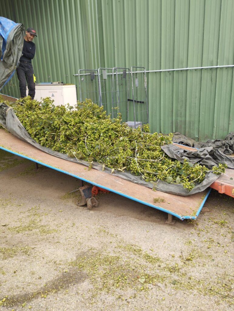 Cosecha lúpulo Lot-et-Garonne 2025