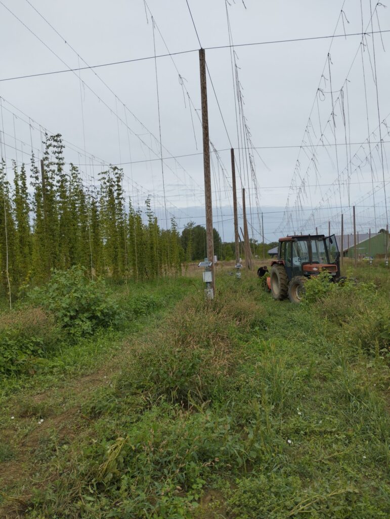 Cosecha lúpulo Lot-et-Garonne 2025