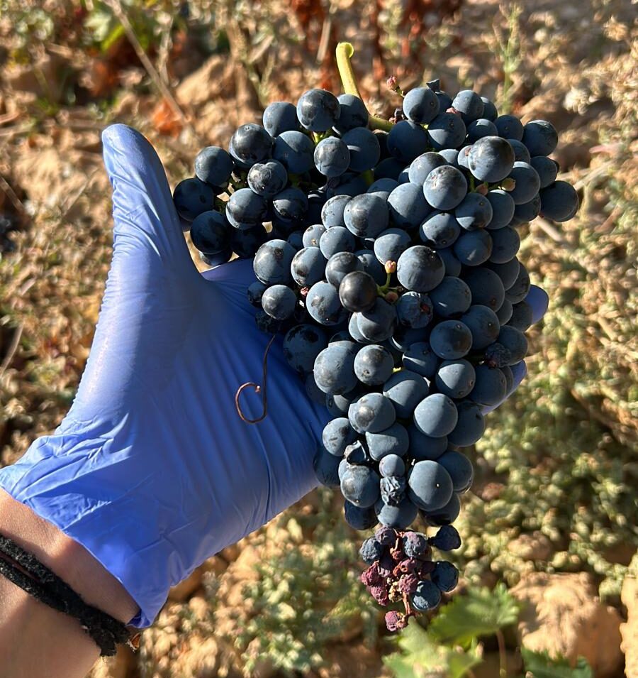 Racimo uvas, vendimia ICVV