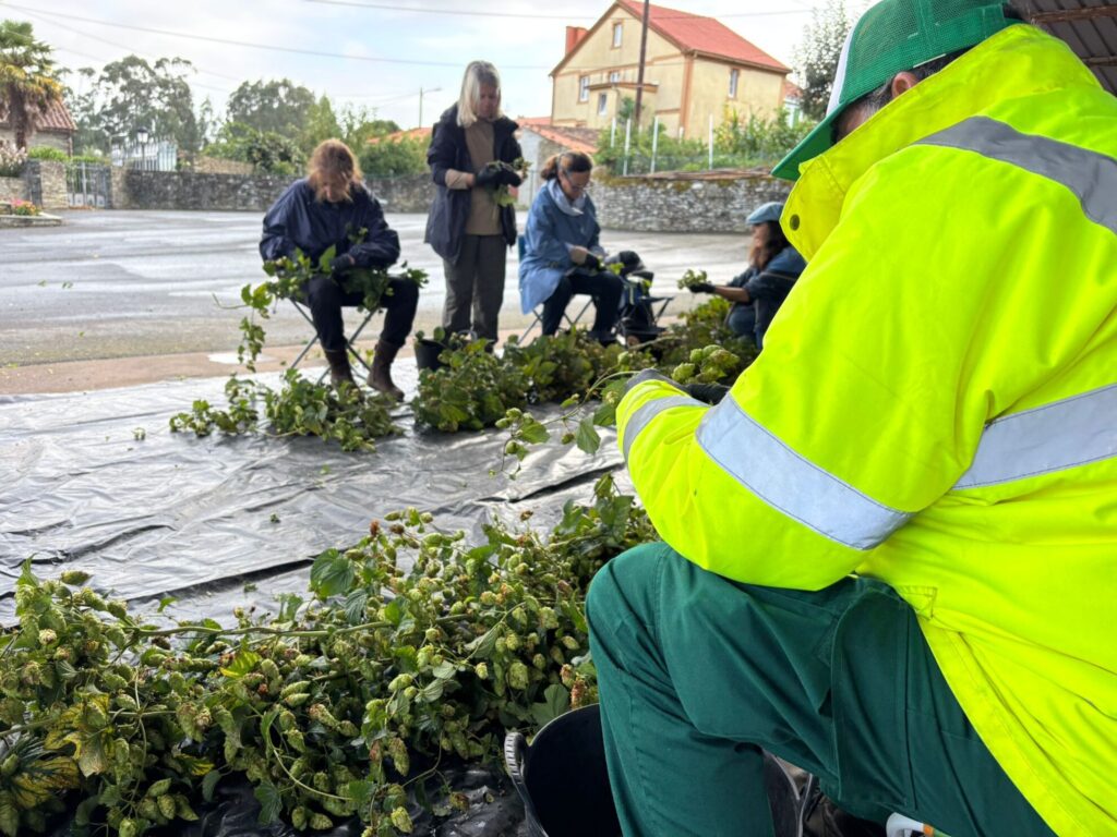 Cosecha lúpulo Abegondo 2025