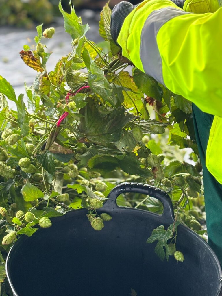 Cosecha lúpulo Abegondo 2025