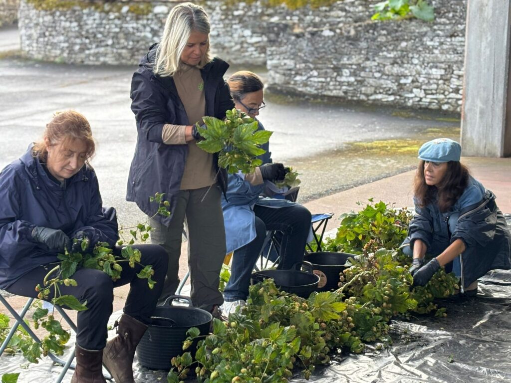 Cosecha lúpulo Abegondo 2025
