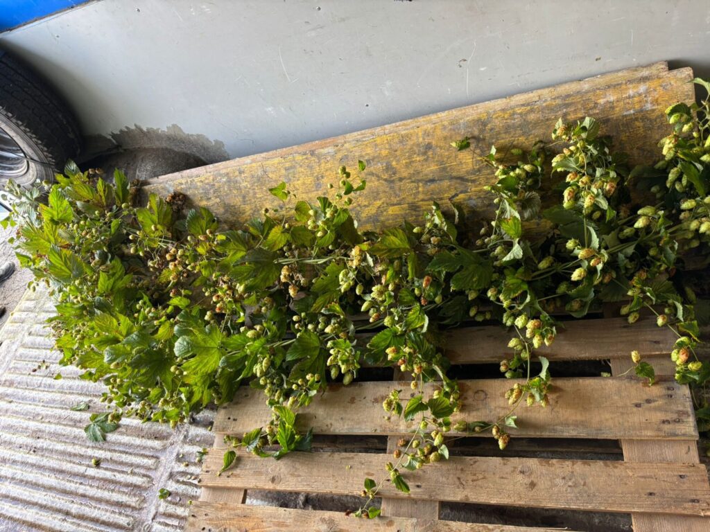 Cosecha lúpulo Abegondo 2025