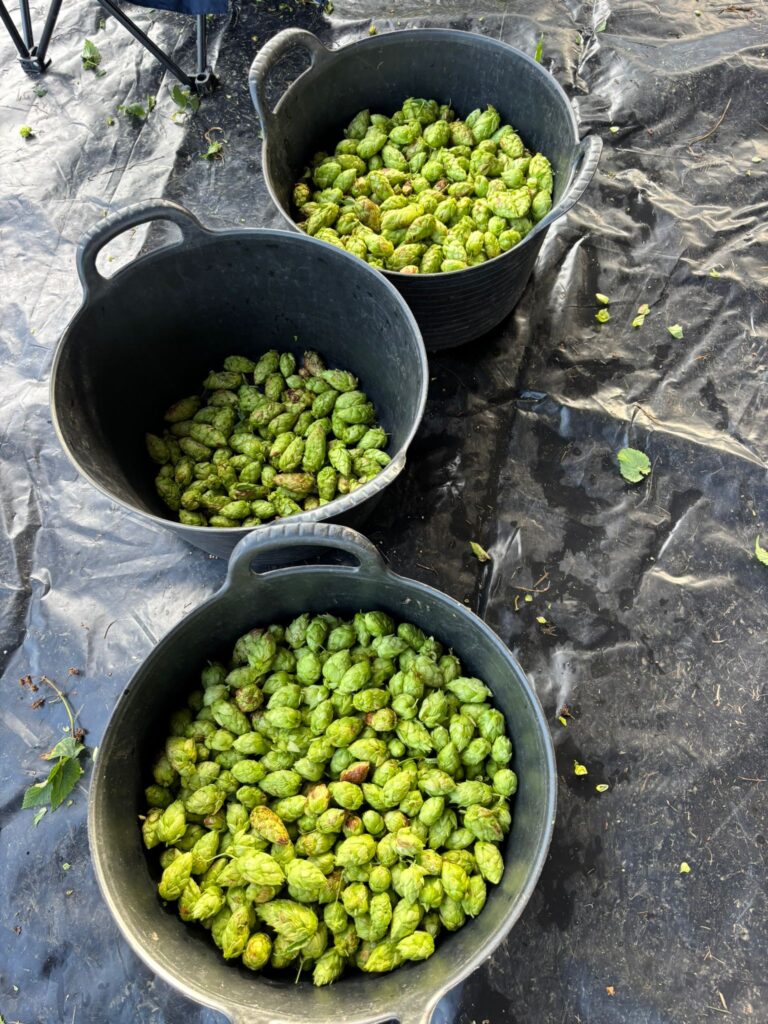 Cosecha lúpulo Abegondo 2025