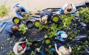 Cosecha Lúpulo Abegondo 2025