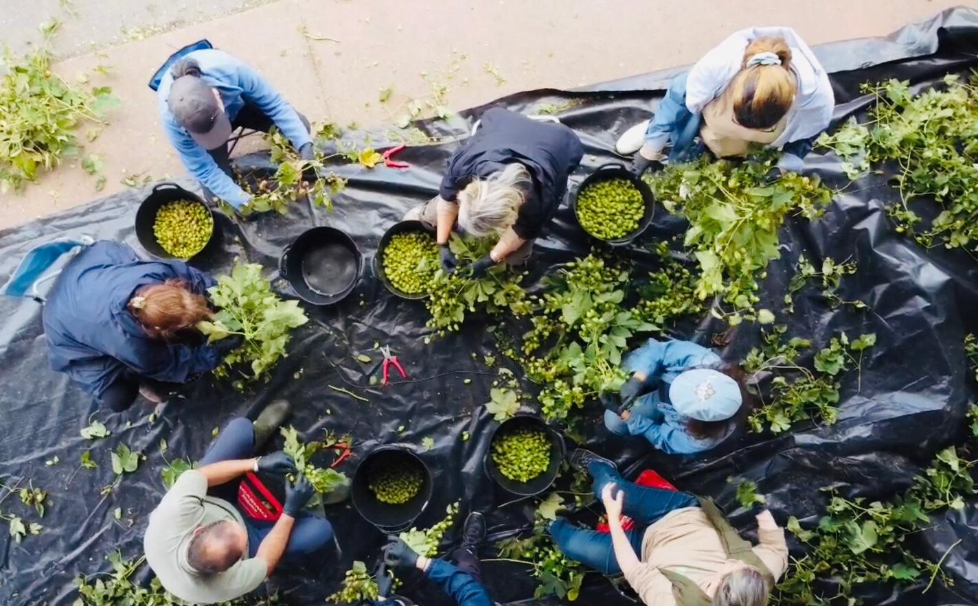 Cosecha Lúpulo Abegondo 2025