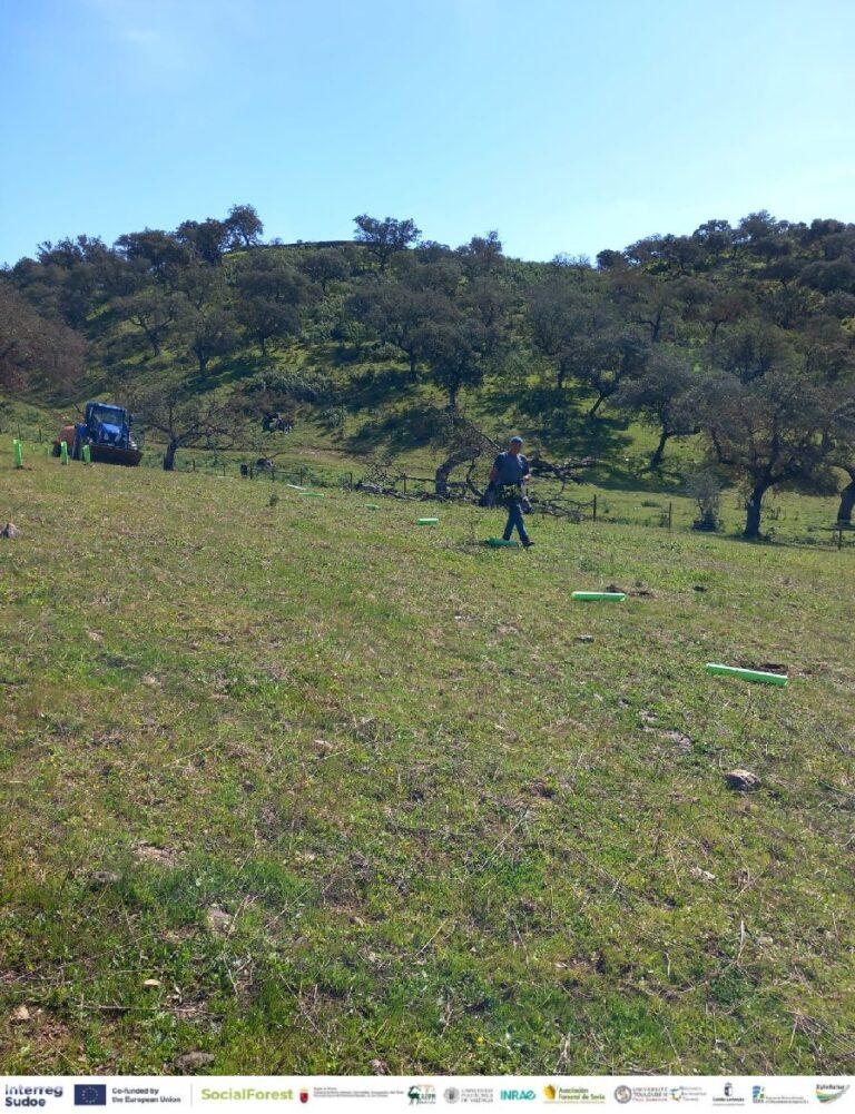 sudoe plantacao 1