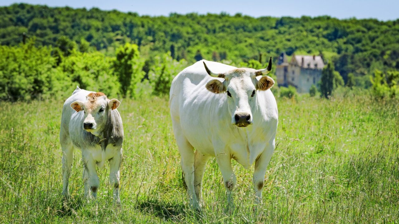 1327608D-269F-EAB1-B8DC-A7C3CD93AE3B