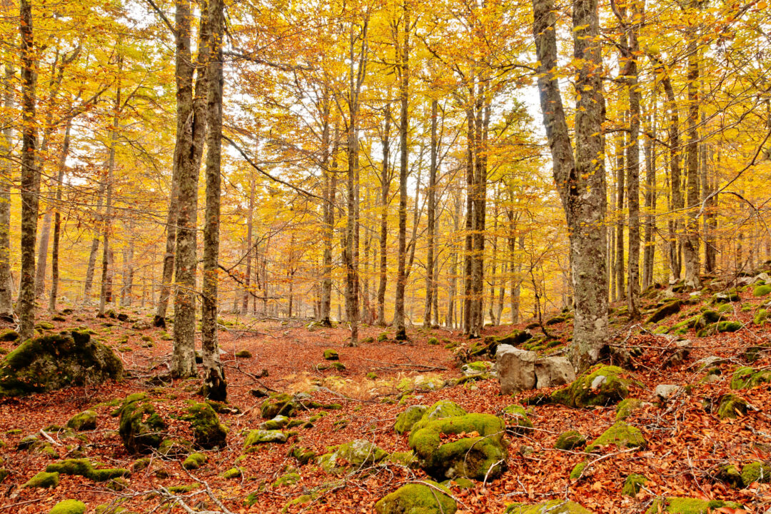 31102011-Hayedo otoño