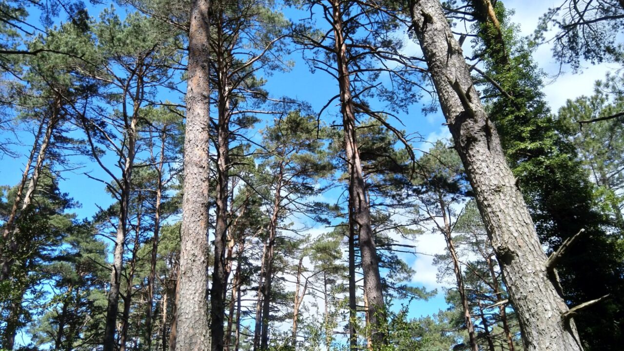 F850CF13-45DC-C5A4-C120-5E54164FA595