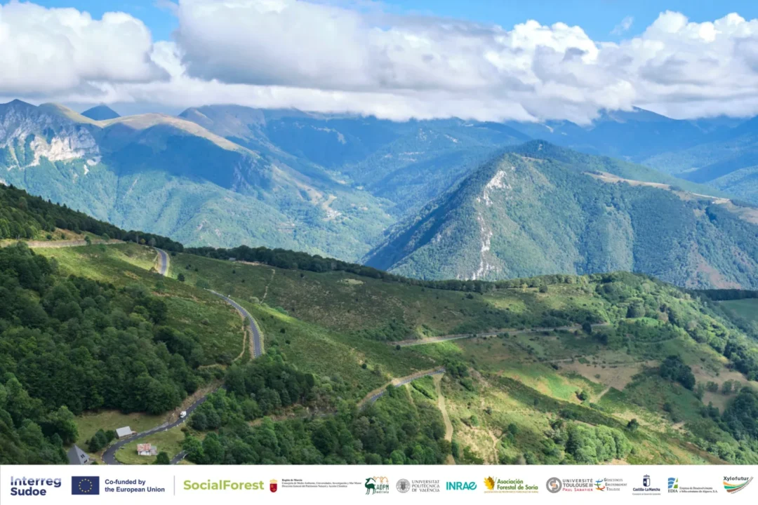 Social-Forest_-2