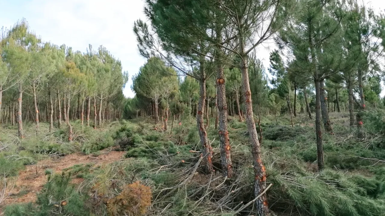 Trabajos-forestales-scaled.jpg-2