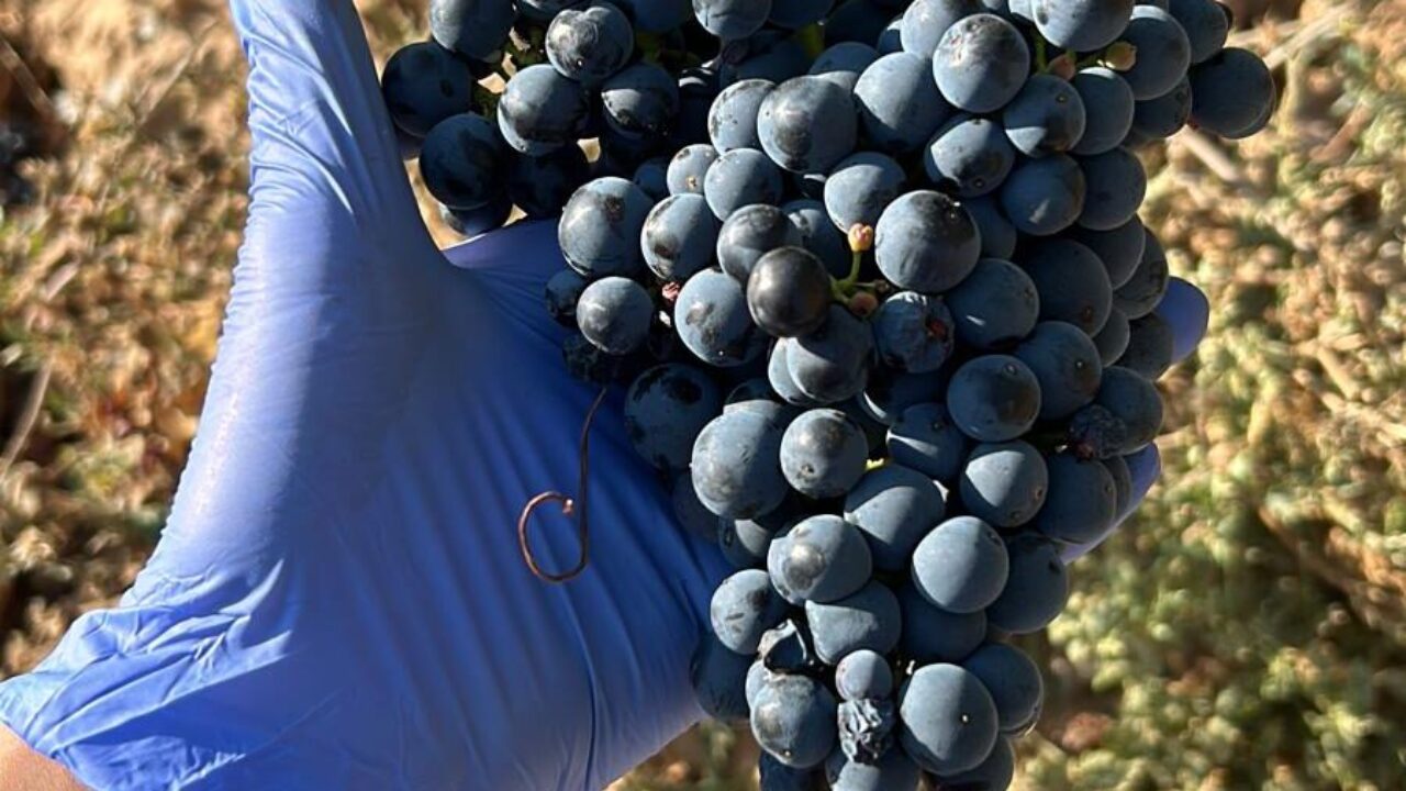 Racimo uvas, vendimia ICVV