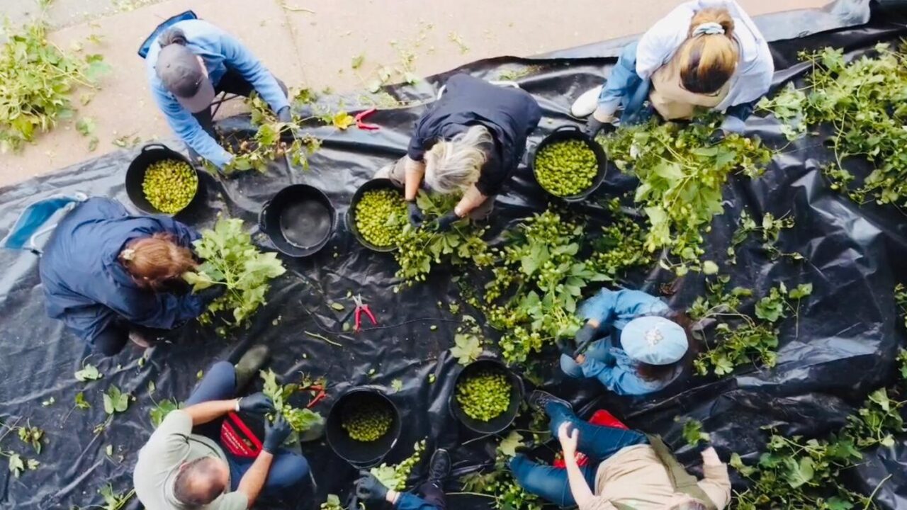 Cosecha Lúpulo Abegondo 2025