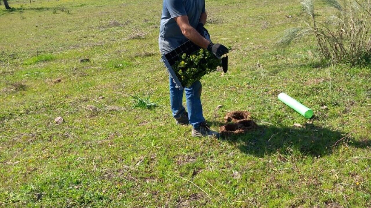 sudoe plantacao 2